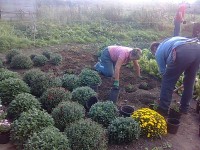 /album/cherrytree-allotment/chrysanthemums-jpg/