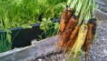 /album/hook-in-bloom-allotment/fb-img-1405175296138-jpg/