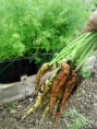 /album/hook-in-bloom-allotment/dsc-0526-jpg/