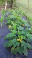 /album/hook-in-bloom-allotment/fb-img-1404148494888-jpg/