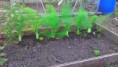 /album/hook-in-bloom-allotment/fb-img-1404148551447-jpg/