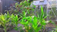 /album/hook-in-bloom-allotment/fb-img-1404148609288-jpg/