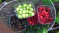 /album/hook-in-bloom-allotment/fb-img-1404148680953-jpg/